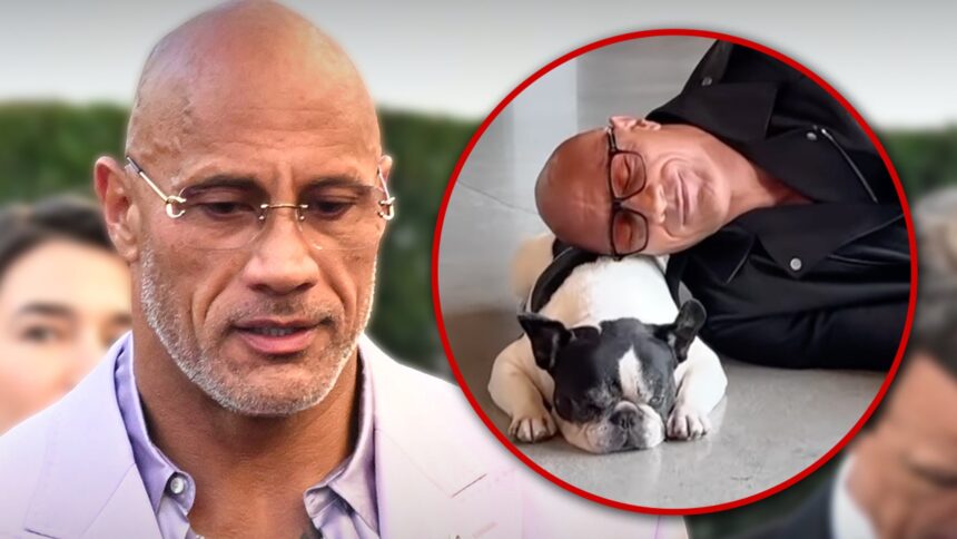 Dwayne 'The Rock' Bulldog francese di Johnson Muore Hobbs