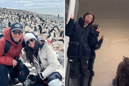 Waddle con queste stelle n pinguins per il mondo dei pinguini!