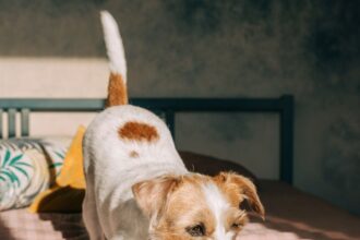 Roia il tuo cane con questi doni, in onore del National Pet Day