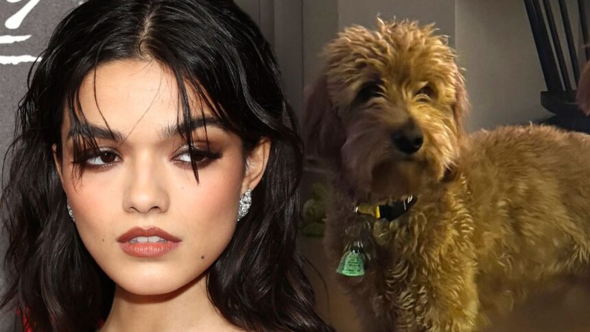 Rachel Zegler chiede ai fan su Instagram per chiedere aiuto con il cane malato
