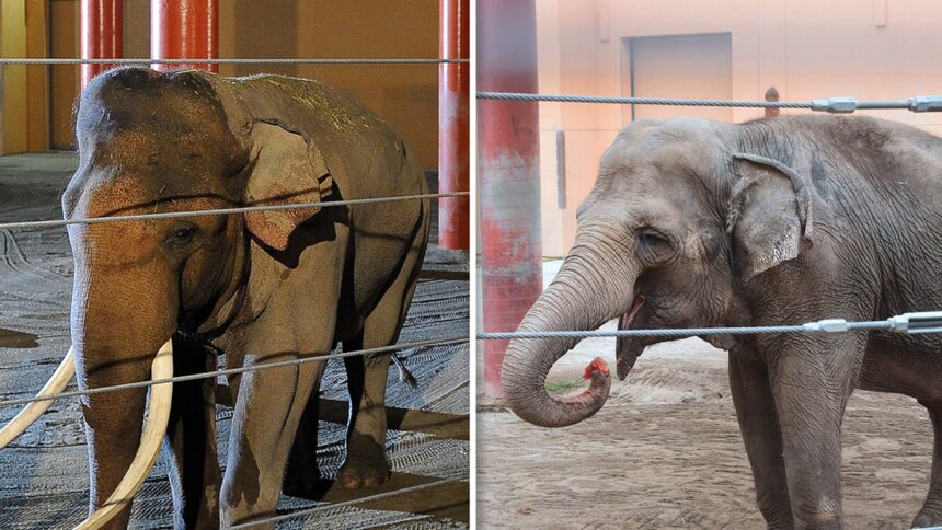 La Zoo Elephants Billy, Tina si trasferì allo zoo di Tulsa sotto copertura della notte