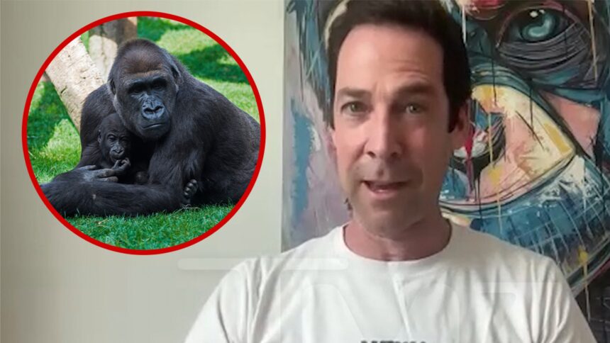 Il primo primatologo spiega perché non accaderebbe 100 uomini contro 1 combattimento di gorilla
