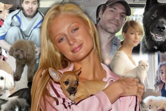 La sequenza temporale di TMZ dei momenti di Pet Hollywood più selvaggi