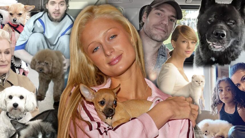La sequenza temporale di TMZ dei momenti di Pet Hollywood più selvaggi