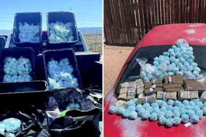 Dea sfoggia il busto di fentanile storico, afferma pistole, milioni di dollari anche sequestrati