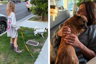 Muore il cane di Elisabetta Canalis, la figlia porta lo stesso il suo guinzaglio fuori: lo scatto del commovente gesto della piccola Skyler Eva - Gossip.it