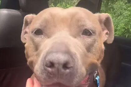 Shelter Dog trova per sempre a casa dopo 640 giorni, video stravagante