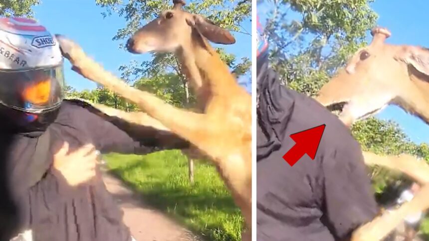 Il cervo lancia zoccoli, attacca brutalmente l'uomo sulla moto, sulla telecamera
