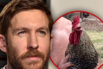 Calvin Harris dice che il suo gallo è stato ucciso dal cane del vicino "idiota"