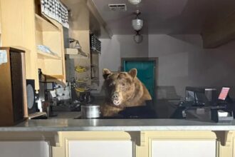 Bear Raids Lake Tahoe Ice Cream Parlour, viene catturato in atto