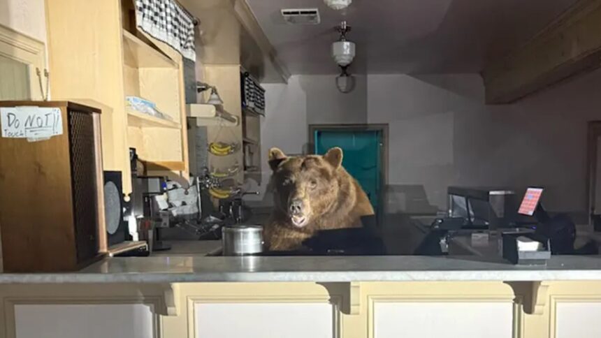 Bear Raids Lake Tahoe Ice Cream Parlour, viene catturato in atto