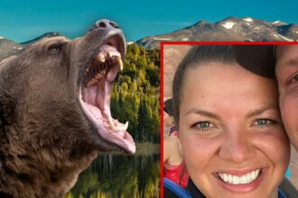 La mamma dell'Alaska ha sbranato e trascinato 100 iarde da orso marrone