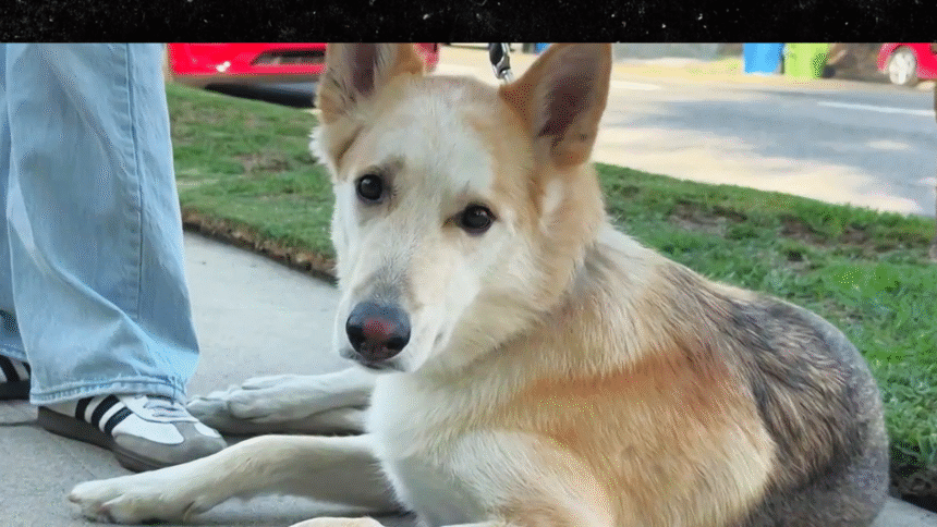 Cane ingerisce metanfetamina mentre passeggia nel quartiere di Los Angeles
