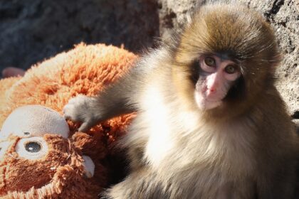 Lo zoo giapponese di Ichikawa nega