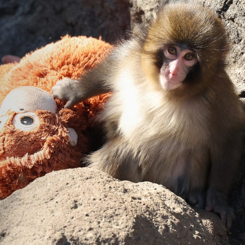 Lo zoo giapponese di Ichikawa nega